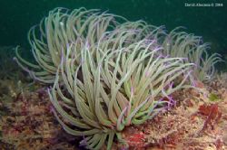 Anemonia viridis shot at the Algarve - shot with Olympus ... by David Abecasis 